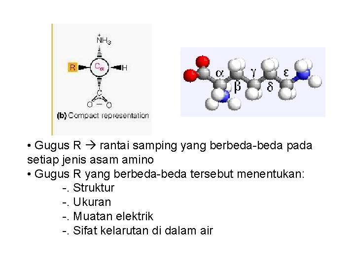  • Gugus R rantai samping yang berbeda-beda pada setiap jenis asam amino •
