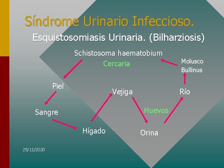Síndrome Urinario Infeccioso. Esquistosomiasis Urinaria. (Bilharziosis) Schistosoma haematobium Cercaria Piel Vejiga Hígado 25/11/2020 Río