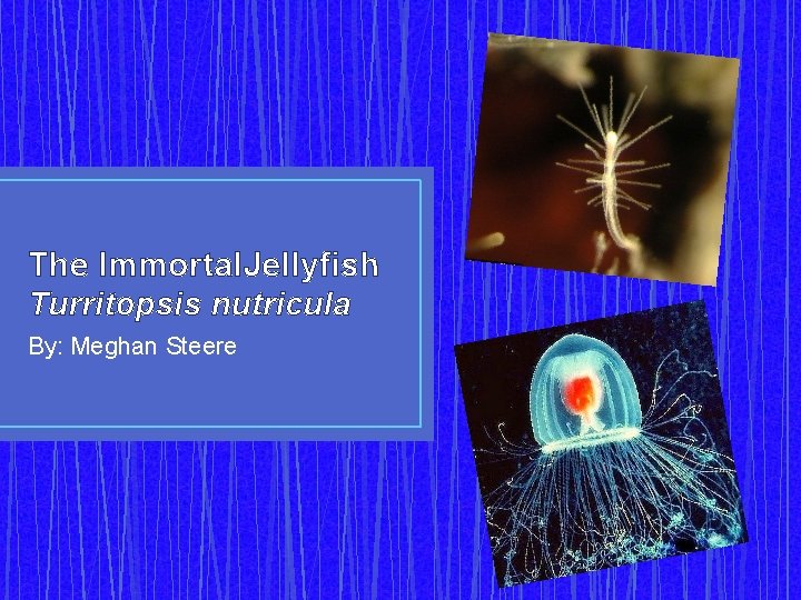 The Immortal. Jellyfish Turritopsis nutricula By: Meghan Steere 