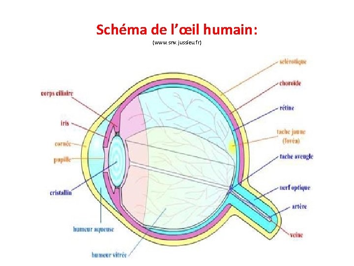 Schéma de l’œil humain: (www. snv. jussieu. fr) 