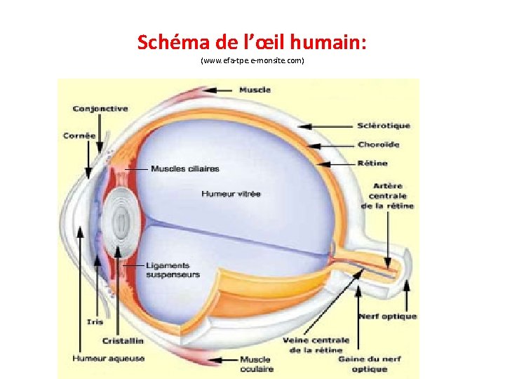 Schéma de l’œil humain: (www. efa-tpe. e-monsite. com) 