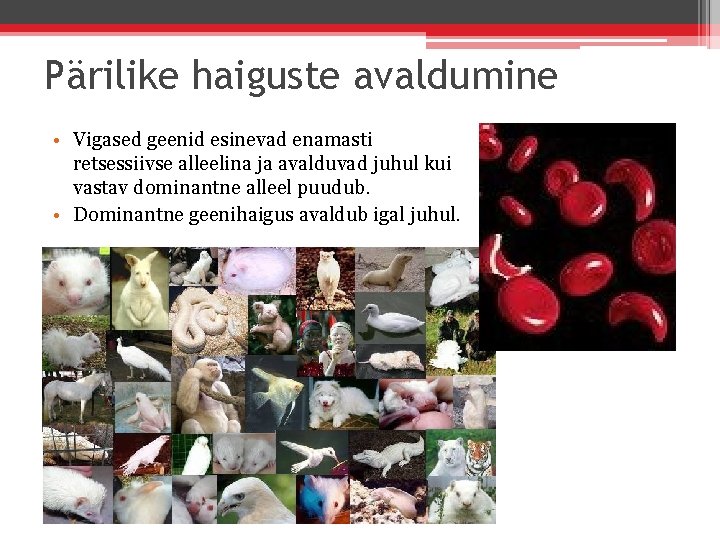 Pärilike haiguste avaldumine • Vigased geenid esinevad enamasti retsessiivse alleelina ja avalduvad juhul kui