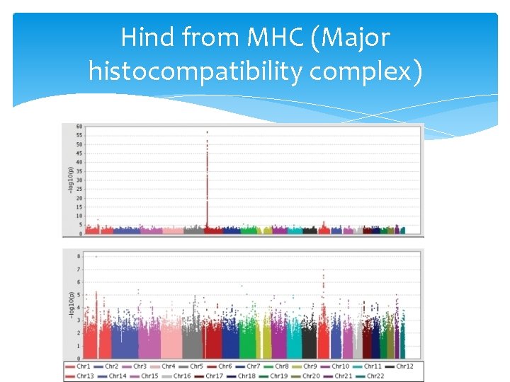 Hind from MHC (Major histocompatibility complex) 