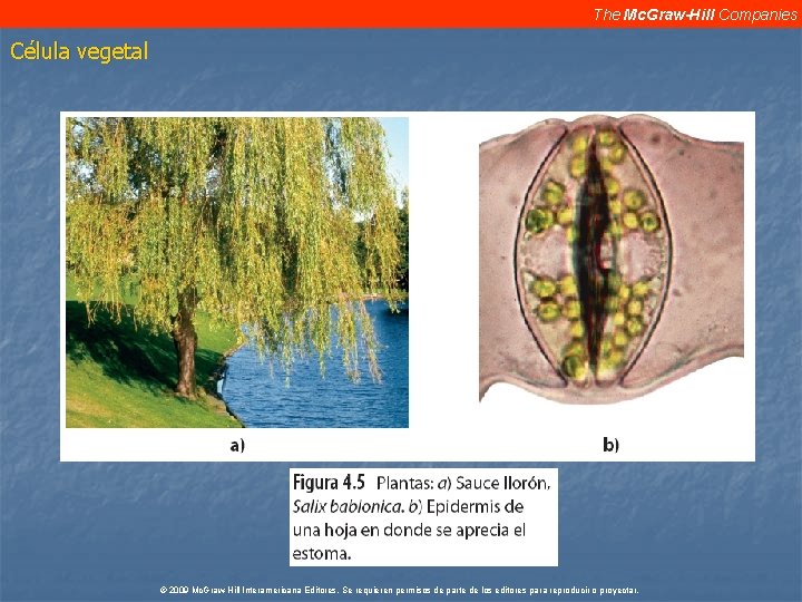 The Mc. Graw-Hill Companies Célula vegetal © 2009 Mc. Graw-Hill Interamericana Editores. Se requieren The Mc. Graw-Hill Companies Célula vegetal © 2009 Mc. Graw-Hill Interamericana Editores. Se requieren
