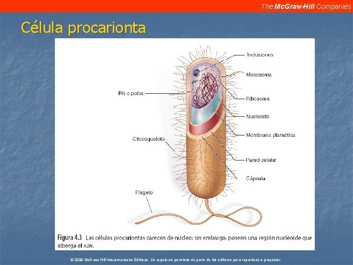 The Mc. Graw-Hill Companies Célula procarionta © 2009 Mc. Graw-Hill Interamericana Editores. Se requieren The Mc. Graw-Hill Companies Célula procarionta © 2009 Mc. Graw-Hill Interamericana Editores. Se requieren