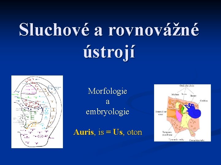 Sluchové a rovnovážné ústrojí Morfologie a embryologie Auris, is = Us, oton 