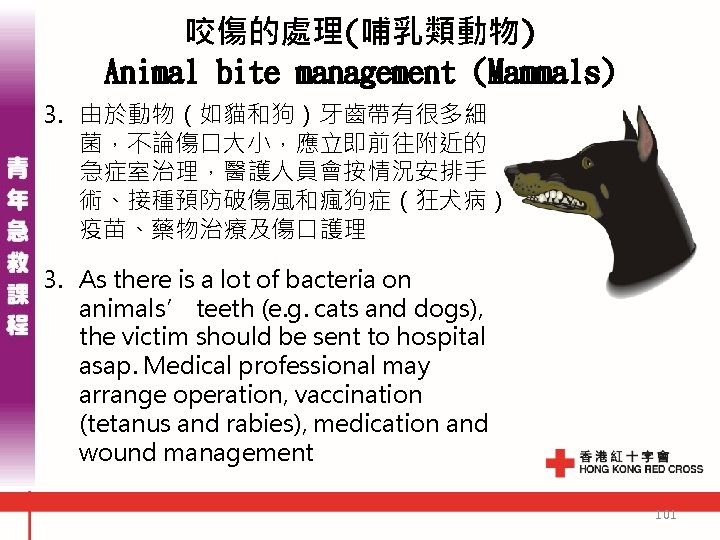 咬傷的處理(哺乳類動物) Animal bite management (Mammals) 3. 由於動物（如貓和狗）牙齒帶有很多細 菌，不論傷口大小，應立即前往附近的 急症室治理，醫護人員會按情況安排手 術、接種預防破傷風和瘋狗症（狂犬病） 疫苗、藥物治療及傷口護理 3. As there