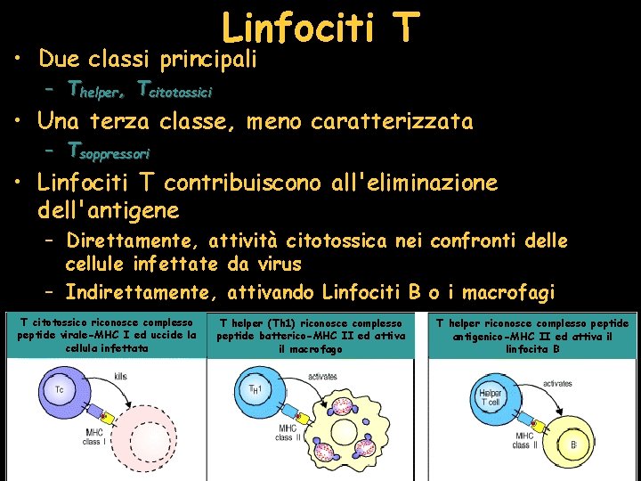 Linfociti T • Due classi principali – Thelper, Tcitotossici • Una terza classe, meno