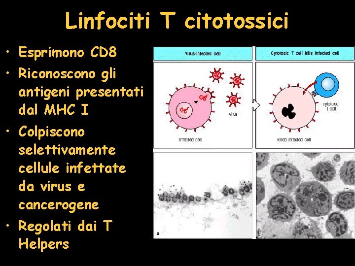 Linfociti T citotossici • Esprimono CD 8 • Riconoscono gli antigeni presentati dal MHC