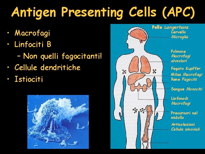 Antigen Presenting Cells (APC) • Macrofagi • Linfociti B – Non quelli fagocitanti! •