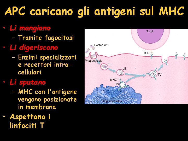 APC caricano gli antigeni sul MHC • Li mangiano – Tramite fagocitosi • Li