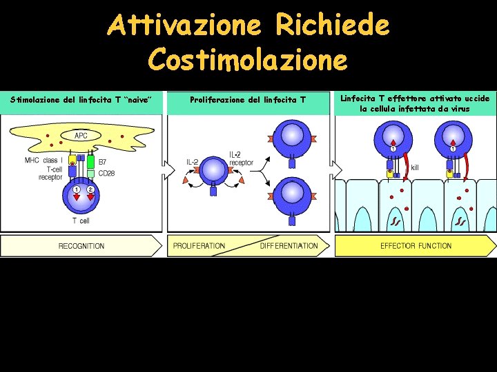 Attivazione Richiede Costimolazione Stimolazione del linfocita T “naive” Proliferazione del linfocita T Linfocita T