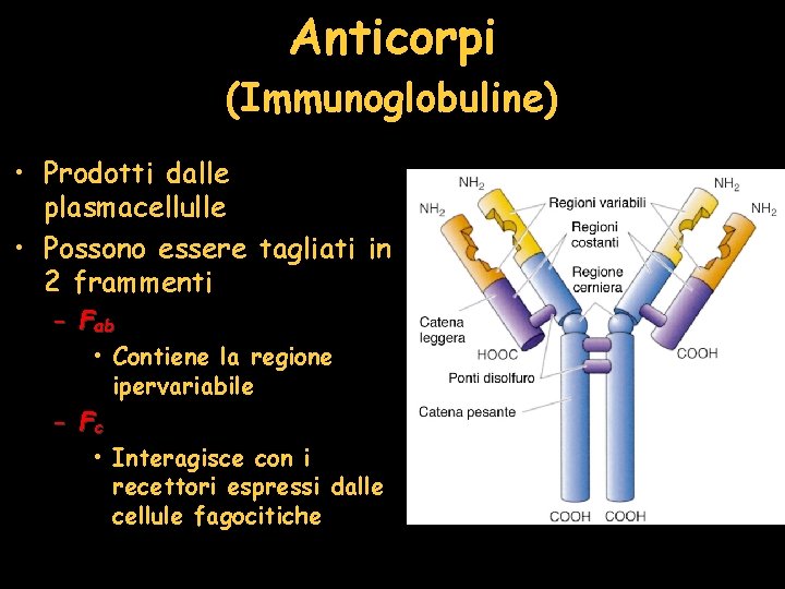 Anticorpi (Immunoglobuline) • Prodotti dalle plasmacellulle • Possono essere tagliati in 2 frammenti –