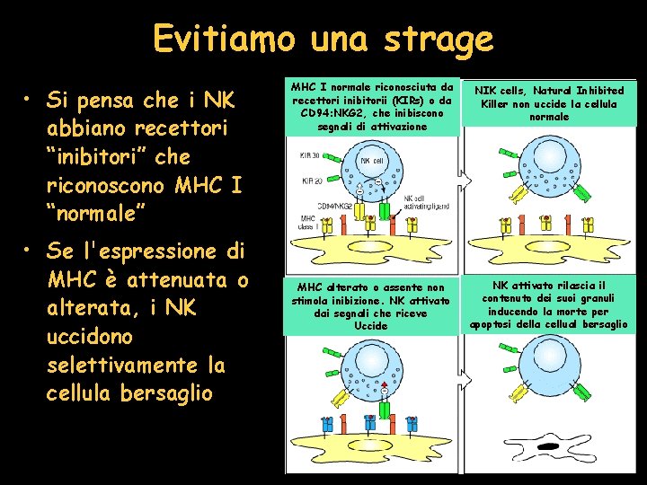 Evitiamo una strage • Si pensa che i NK abbiano recettori “inibitori” che riconoscono