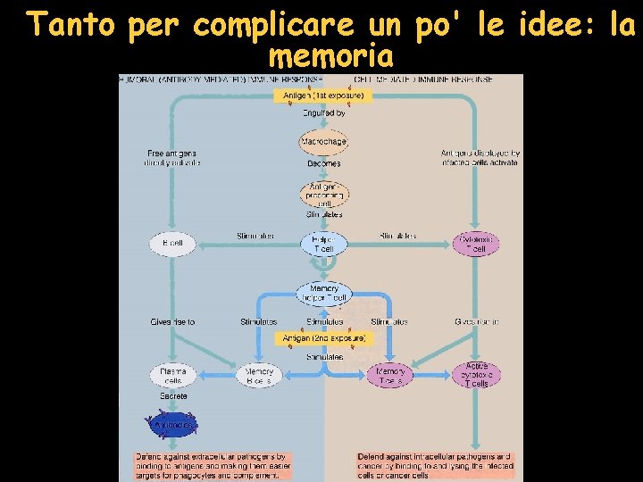 Tanto per complicare un po' le idee: la memoria 