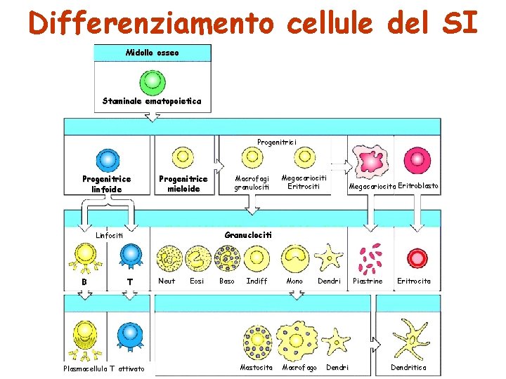 Differenziamento cellule del SI Midollo osseo Staminale ematopoietica Progenitrici Progenitrice linfoide Progenitrice mieloide Megacariociti