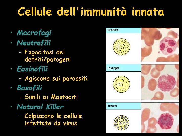 Cellule dell'immunità innata • • Macrofagi Neutrofili – Fagocitosi detriti/patogeni • Eosinofili – Agiscono