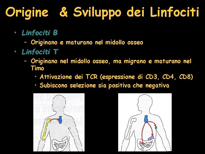 Origine & Sviluppo dei Linfociti • Linfociti B – Originano e maturano nel midollo