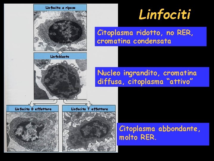 Linfociti Linfocita a riposo Citoplasma ridotto, no RER, cromatina condensata Linfoblasto Nucleo ingrandito, cromatina
