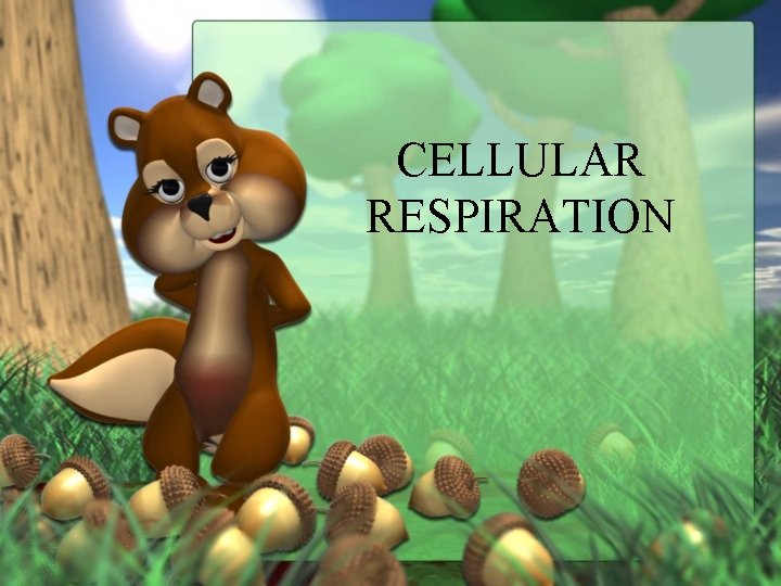 CELLULAR RESPIRATION 