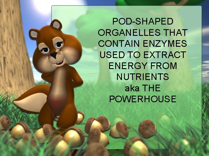 POD-SHAPED ORGANELLES THAT CONTAIN ENZYMES USED TO EXTRACT ENERGY FROM NUTRIENTS aka THE POWERHOUSE