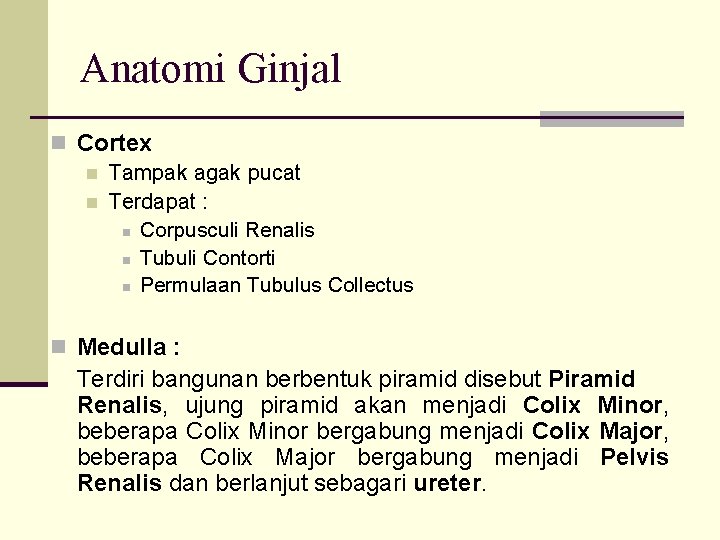 Anatomi Ginjal n Cortex n Tampak agak pucat n Terdapat : n Corpusculi Renalis