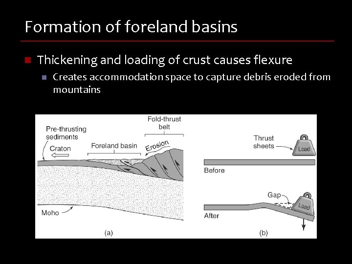 Formation of foreland basins n Thickening and loading of crust causes flexure n Creates
