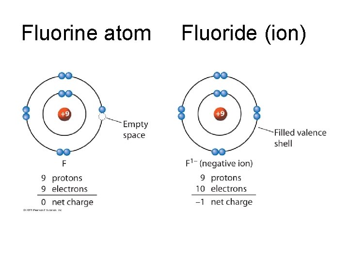 Fluorine atom Fluoride (ion) 