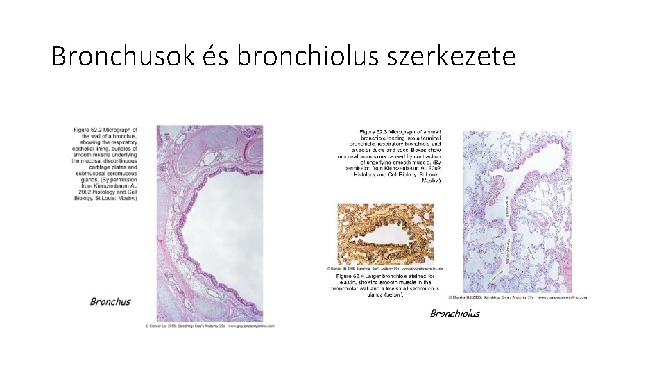 Bronchusok és bronchiolus szerkezete 