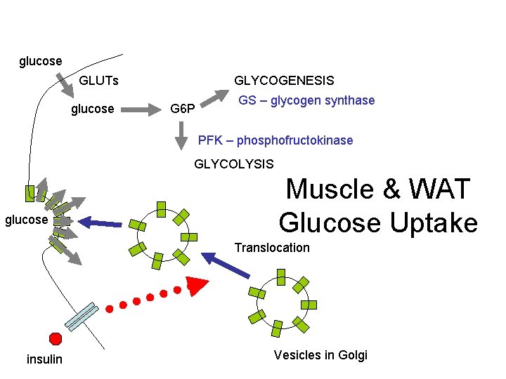 glucose GLUTs glucose GLYCOGENESIS G 6 P GS – glycogen synthase PFK – phosphofructokinase