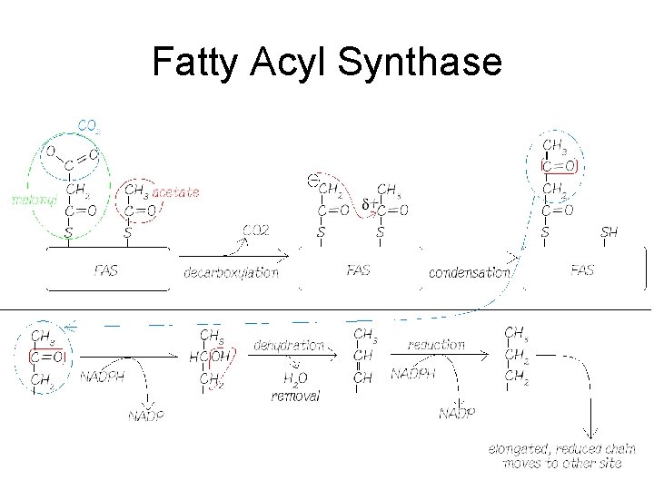 Fatty Acyl Synthase 