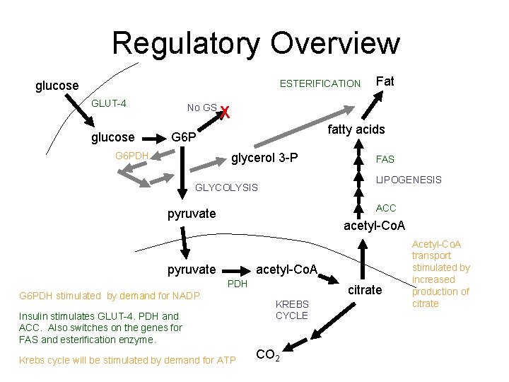 Regulatory Overview ESTERIFICATION glucose GLUT-4 glucose No GS X fatty acids G 6 PDH