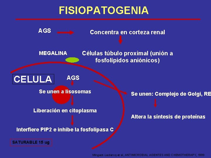 FISIOPATOGENIA AGS Concentra en corteza renal MEGALINA CELULA Células túbulo proximal (unión a fosfolípidos