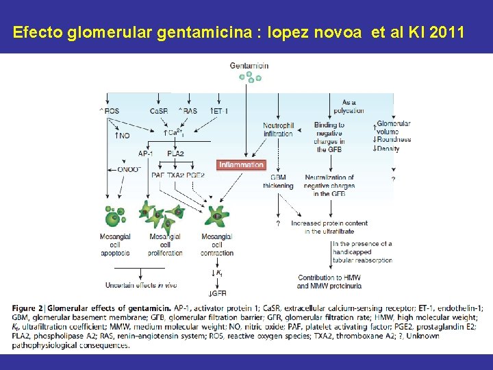 Efecto glomerular gentamicina : lopez novoa et al KI 2011 