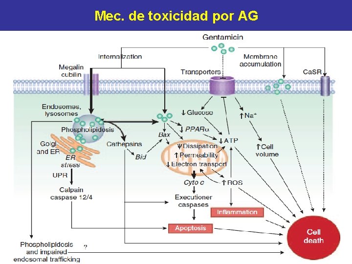 Mec. de toxicidad por AG 