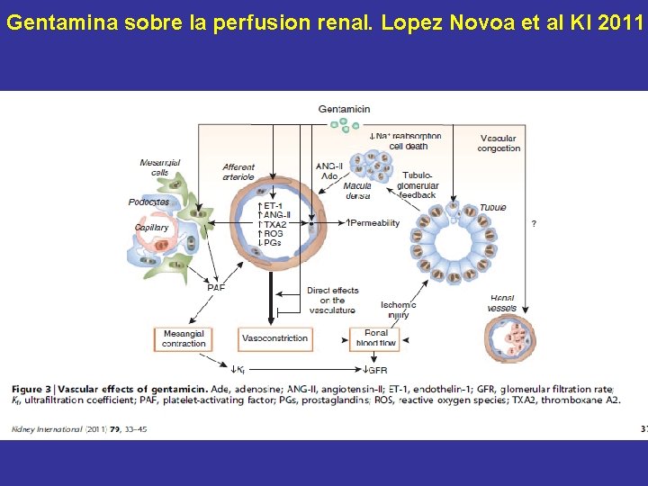 Gentamina sobre la perfusion renal. Lopez Novoa et al KI 2011 