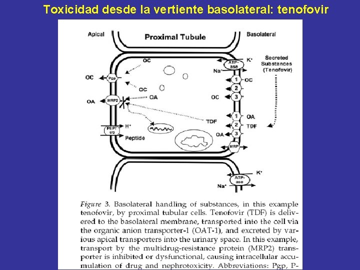 Toxicidad desde la vertiente basolateral: tenofovir 