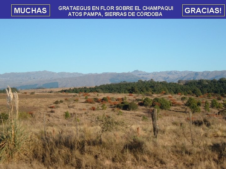 MUCHAS GRATAEGUS EN FLOR SOBRE EL CHAMPAQUI ATOS PAMPA, SIERRAS DE CÓRDOBA GRACIAS! 