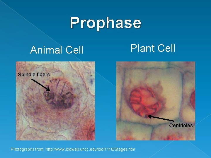 Prophase Animal Cell Plant Cell Spindle fibers Centrioles Photographs from: http: //www. bioweb. uncc.