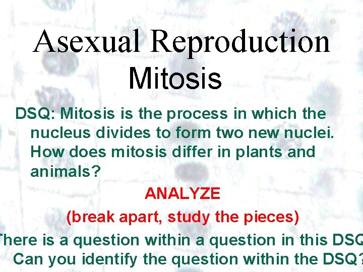 Asexual Reproduction Mitosis DSQ: Mitosis is the process in which the nucleus divides to