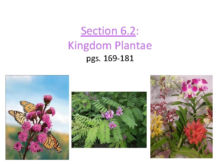 Section 6. 2: Kingdom Plantae pgs. 169 -181 Section 6. 2: Kingdom Plantae pgs. 169 -181