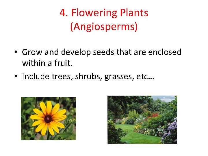 4. Flowering Plants (Angiosperms) • Grow and develop seeds that are enclosed within a 4. Flowering Plants (Angiosperms) • Grow and develop seeds that are enclosed within a
