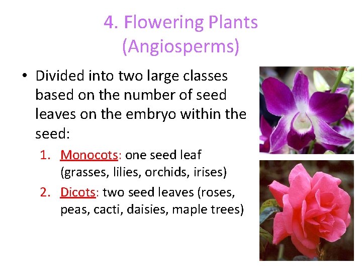 4. Flowering Plants (Angiosperms) • Divided into two large classes based on the number 4. Flowering Plants (Angiosperms) • Divided into two large classes based on the number
