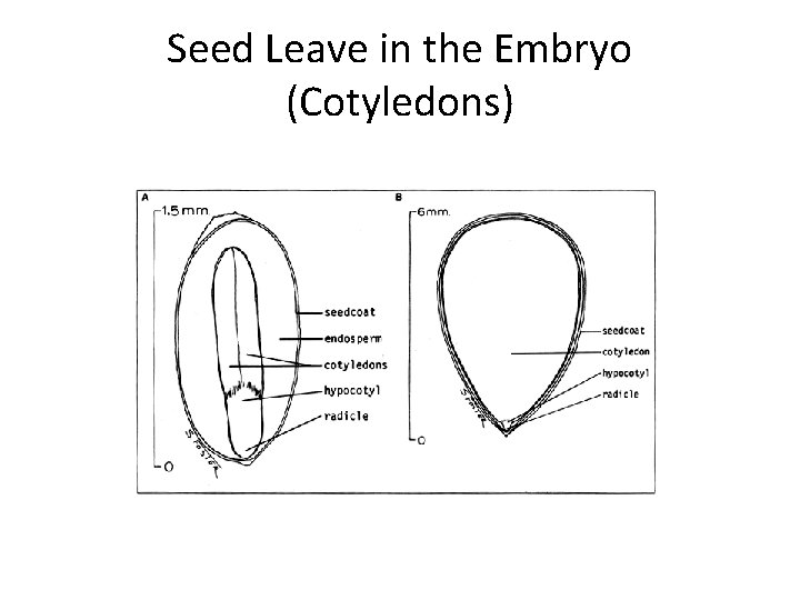 Seed Leave in the Embryo (Cotyledons) Seed Leave in the Embryo (Cotyledons)
