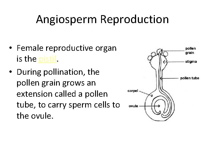 Angiosperm Reproduction • Female reproductive organ is the pistil. • During pollination, the pollen Angiosperm Reproduction • Female reproductive organ is the pistil. • During pollination, the pollen