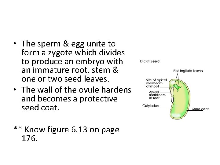 • The sperm & egg unite to form a zygote which divides to • The sperm & egg unite to form a zygote which divides to