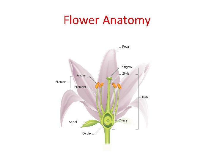 Flower Anatomy Flower Anatomy