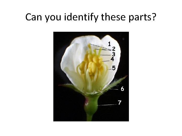 Can you identify these parts? Can you identify these parts?