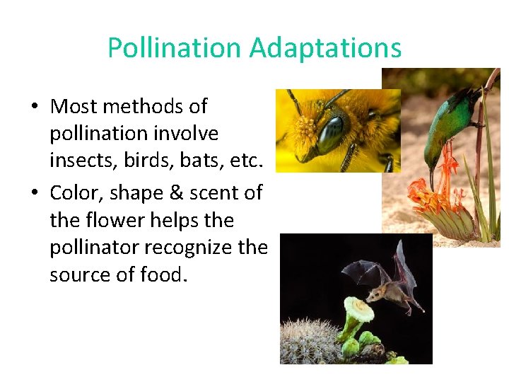 Pollination Adaptations • Most methods of pollination involve insects, birds, bats, etc. • Color, Pollination Adaptations • Most methods of pollination involve insects, birds, bats, etc. • Color,