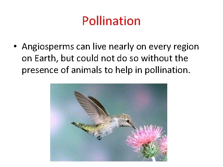 Pollination • Angiosperms can live nearly on every region on Earth, but could not Pollination • Angiosperms can live nearly on every region on Earth, but could not